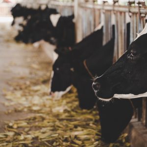 heads of black and white holstein cows feeding on grass in stable in holland